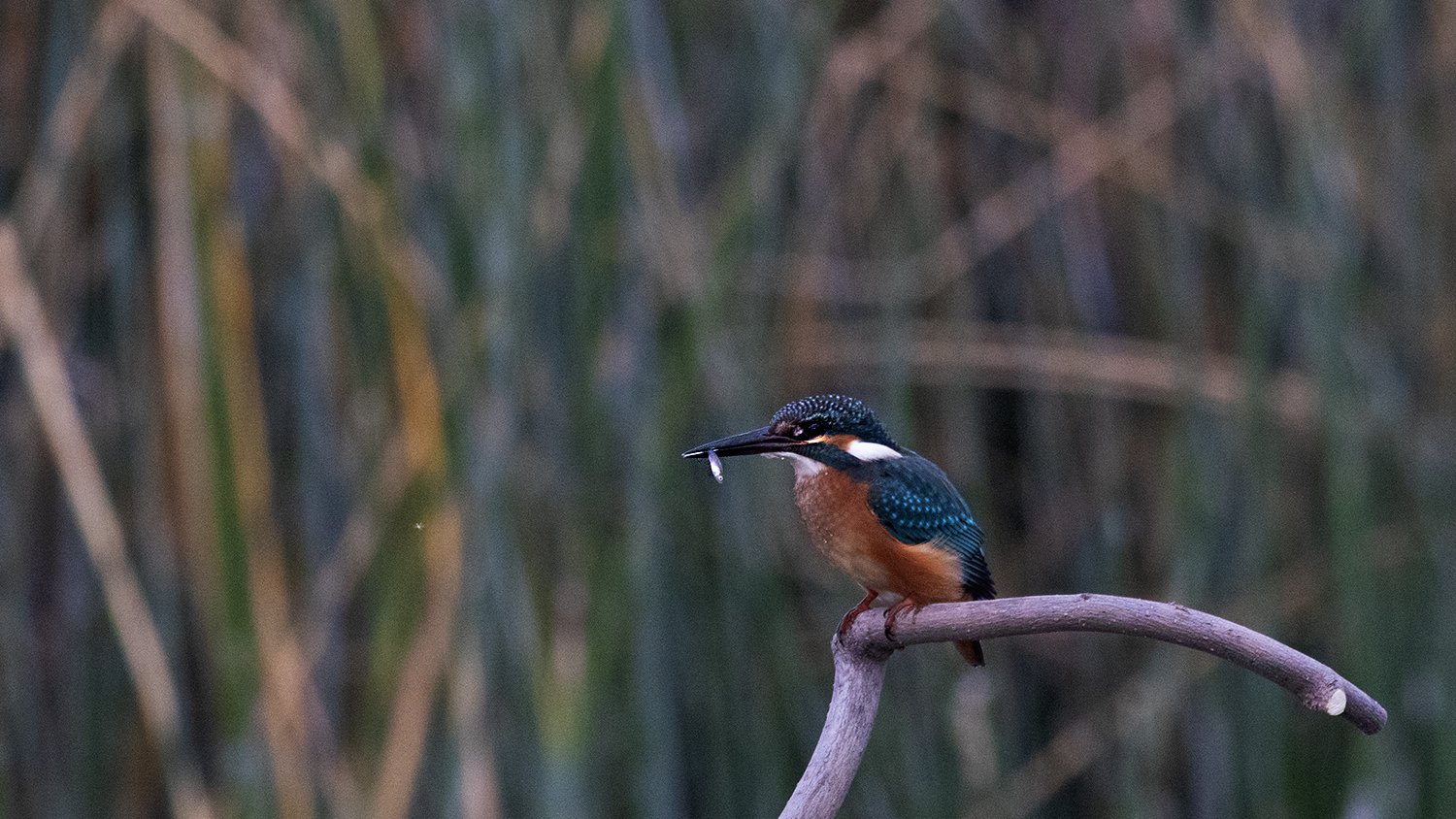 Common Kingfisher